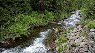 Fly Fishing for the most Beautiful Cutthroat Trout I’ve Ever Seen! (Dry Fly Fishing)